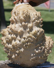 Load image into Gallery viewer, Red Mallee Burl Cap