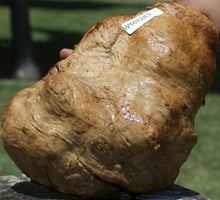 Load image into Gallery viewer, Red Gum Resin Burl Cap