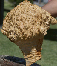 Load image into Gallery viewer, Red Mallee Burl Cap