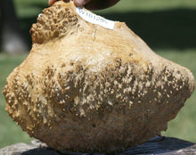 Load image into Gallery viewer, Red Mallee Burl Cap