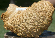 Load image into Gallery viewer, Red Mallee Burl Cap