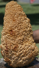 Load image into Gallery viewer, Red Mallee Burl Cap