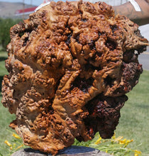 Load image into Gallery viewer, Red Gum Resin Burl Cap