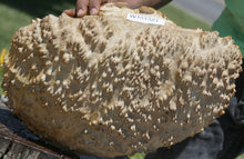 Load image into Gallery viewer, Red Mallee Burl Cap
