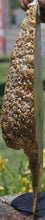 Load image into Gallery viewer, Exhibition Grade Gold Mallee Burl Cap