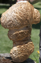 Load image into Gallery viewer, Red Mallee Burl Cap
