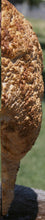 Load image into Gallery viewer, Red Mallee Burl Cap