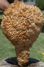 Load image into Gallery viewer, Red Mallee Burl Cap