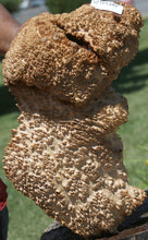 Load image into Gallery viewer, Red Gum Resin Burl Cap