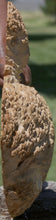 Load image into Gallery viewer, Rustic Red Mallee Burl Cap