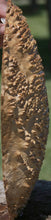 Load image into Gallery viewer, XF Figured Red Mallee Burl Cap