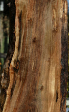 Load image into Gallery viewer, Claro Walnut Profiled Slab