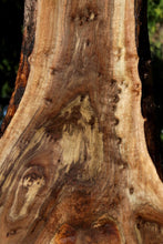 Load image into Gallery viewer, Claro Walnut Profiled Slab