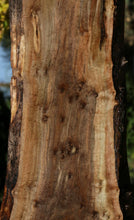Load image into Gallery viewer, Claro Walnut Profiled Slab