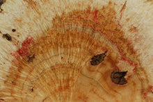 Load image into Gallery viewer, Box Elder Cookie