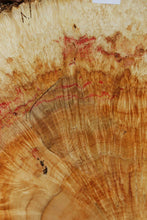 Load image into Gallery viewer, Box Elder Cookie