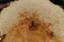Load image into Gallery viewer, Box Elder Cookie