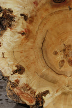 Load image into Gallery viewer, Box Elder Cookie