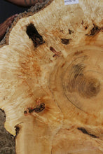 Load image into Gallery viewer, Box Elder Cookie