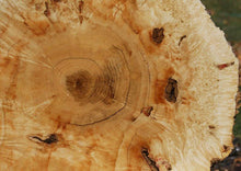 Load image into Gallery viewer, Box Elder Cookie