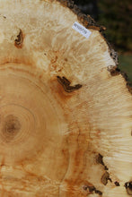 Load image into Gallery viewer, Box Elder Cookie