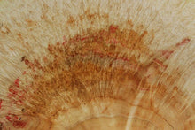 Load image into Gallery viewer, Box Elder Cookie