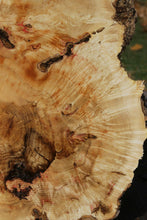 Load image into Gallery viewer, Box Elder Cookie