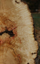 Load image into Gallery viewer, Box Elder Cookie