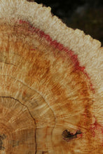 Load image into Gallery viewer, Box Elder Cookie