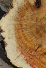 Load image into Gallery viewer, Box Elder Cookie