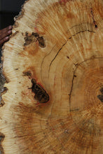Load image into Gallery viewer, Box Elder Cookie