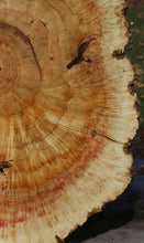 Load image into Gallery viewer, Box Elder Cookie
