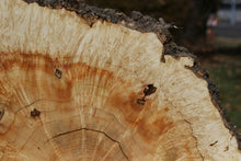 Load image into Gallery viewer, Box Elder Cookie