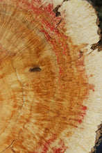 Load image into Gallery viewer, Box Elder Cookie