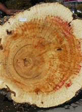 Load image into Gallery viewer, Box Elder Cookie