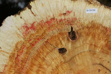 Load image into Gallery viewer, Box Elder Cookie
