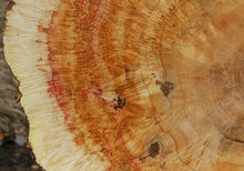 Load image into Gallery viewer, Box Elder Cookie