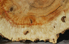 Load image into Gallery viewer, Box Elder Cookie