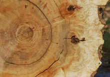 Load image into Gallery viewer, Box Elder Cookie