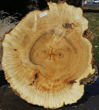 Load image into Gallery viewer, Box Elder Cookie