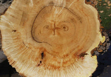 Load image into Gallery viewer, Box Elder Cookie