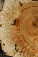 Load image into Gallery viewer, Box Elder Cookie