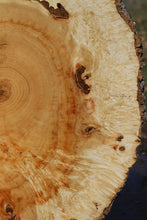 Load image into Gallery viewer, Box Elder Cookie