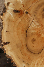 Load image into Gallery viewer, Box Elder Cookie