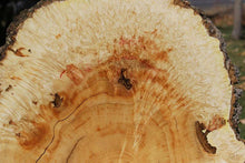 Load image into Gallery viewer, Box Elder Cookie
