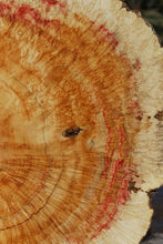 Load image into Gallery viewer, Box Elder Cookie