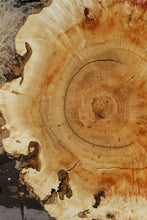 Load image into Gallery viewer, Box Elder Cookie
