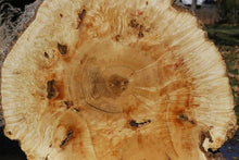 Load image into Gallery viewer, Box Elder Cookie