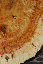 Load image into Gallery viewer, Box Elder Cookie