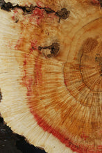 Load image into Gallery viewer, Box Elder Cookie